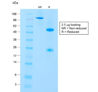 SDS-PAGE analysis of purified, BSA-free CD8A Antibody / Cytotoxic T Cell Marker Antibody (clone C8/1779R) as confirmation of integrity and purity.