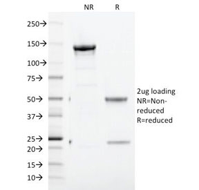 SDS-PAGE Analysis of Purified, BSA-Free CD71 Antibody (clone TFRC/1817). Confirmation of Integrity and Purity of the Antibody.