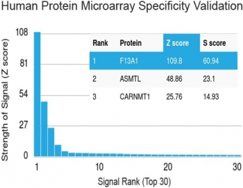 Human protein microarray specificity validation of Factor XIIIa Antibody Protein Microarray Validated. Analysis of the HuProt(TM) microarray containing more than 19,000 full-length human proteins was performed using Factor XIIIa antibody protein microarray validated clone F13A1/1683. The antibody demonstrates strongest binding to F13A1 with a Z-score of 109.8 and an S-score of 60.94, clearly separating the intended target from other proteins on the array, including ASMTL and CARMNT1. These results demonstrate the high specificity of clone F13A1/1683 for Factor XIII A chain.<BR>Z- and S-score explanation: The Z-score represents the strength of the signal generated when the antibody, in combination with a fluorescently tagged anti-IgG secondary antibody, binds to a specific protein on the HuProt(TM) array. Z-scores are expressed in standard deviations above the mean signal of all proteins tested. Proteins are ranked in descending order according to Z-score. The S-score represents the difference between sequential Z-scores and reflects the relative specificity of the antibody for its intended target compared to potential off-target interactions.