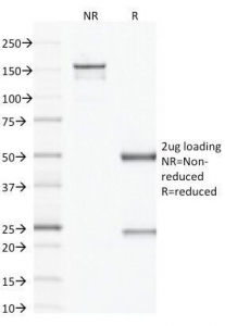 SDS-PAGE Analysis of Purified, BSA-Free Factor XIIIa Antibody (clone F13A1/1683). Confirmation of Integrity and Purity of the Antibody.