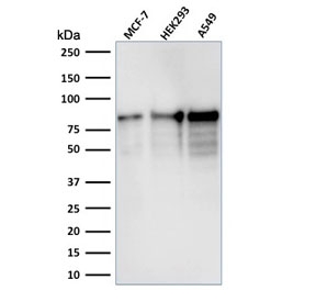 Western blot testing of human samples with microarray validated MCM7 antibody (clone MCM7/1467). Expected molecular weight: 80-90 kDa.
