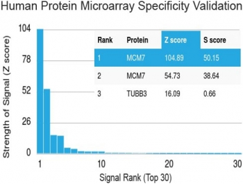 MCM7 Antibody HuProt Validated Clone MCM7/1468 - protein microarray specificity validation. Analysis of a HuProt(TM) microarray containing more than 19,000 full-length human proteins was performed using MCM7 Antibody HuProt Validated Clone MCM7/1468. The strongest binding signals correspond to MCM7, which ranks first and second on the array, demonstrating high specificity of the MCM7/1468 mouse monoclonal antibody for its intended target. Z- and S-scores quantify antibody binding strength and target specificity. The Z-score represents the signal intensity produced when the antibody, together with a fluorescently labeled anti-IgG secondary antibody, binds to a protein on the array and is expressed as standard deviations above the mean signal of the array. When proteins are ordered by descending Z-score, the S-score represents the difference between adjacent Z-scores and therefore reflects the relative specificity of the antibody for its target.