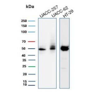 Western blot analysis of human UACC-257, UACC-62 and HT-29 cell lysates using SOX10 Antibody SOX10/991.