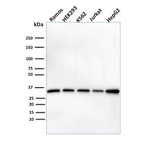 Western blot testing of human cell lysates with PHB antibody (clone PHB/1882). Expected molecular weight ~30 kDa.