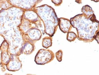 Thrombomodulin Antibody / Endothelial Cell Marker. Immunohistochemistry analysis of Thrombomodulin / THBD expression in human placenta using clone rTHBD/1591. FFPE placental tissue shows membranous HRP-DAB brown staining in trophoblastic cells with additional endothelial cell staining highlighting placental vascular structures. Antigen retrieval was performed by boiling sections in 10mM Tris buffer with 1mM EDTA, pH 9, for 10-20 minutes followed by cooling at room temperature.
