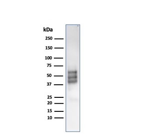 Western blot testing of human COLO-38 cell lysate with SRY-box 10/SOX10 antibody (clone rSOX10/1074). Expected molecular weight: 50-58 kDa.