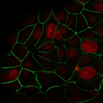 E-Cadherin Antibody for IF. Immunofluorescence analysis of Cadherin 1 / CDH1 expression in human MCF7 cells using clone rCDH1/1525 antibody (green), showing strong membrane staining at cell-cell contact sites outlining epithelial cell borders, with Reddot nuclear stain (red). Signal highlights continuous cell adhesion interfaces and well-defined intercellular junctions characteristic of epithelial monolayers.