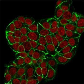 E-cadherin Antibody for IF. Immunofluorescence analysis of Cadherin 1 / CDH1 expression in human MCF7 cells using clone CDH1/2208R antibody (green), demonstrating strong plasma membrane localization outlining epithelial cell borders, with Reddot nuclear stain (red). Signal clearly highlights cell surface distribution and well-defined membrane-associated staining consistent with epithelial organization.