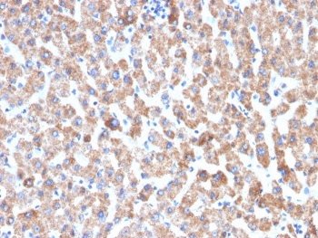 IHC testing of FFPE human liver tissue with recombinant HSP60 antibody (clone HSPD1/2206R). HIER: boil tissue sections in 10mM citrate buffer, pH6, for 10-20 min followed by cooling at RT for 20 min.