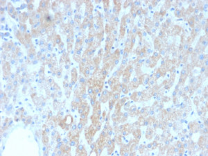 HSP60 Antibody / Heat Shock Protein 60 Antibody in Human Liver IHC. Immunohistochemistry staining of FFPE human liver tissue with HSP60 Antibody clone rGROEL/780 shows granular cytoplasmic staining of hepatocytes, consistent with the mitochondrial localization of HSP60. Heat-induced epitope retrieval was performed by boiling sections in 10 mM citrate buffer, pH 6, for 10-20 min followed by cooling at RT for 20 min.