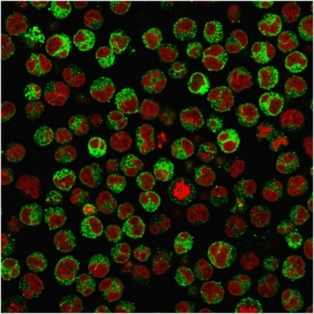 Immunofluorescent staining of PFA-fixed human Raji cells with recombinant CD79a antibody (green, clone rIGA/764) and Reddot nuclear stain (red).