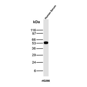 Recombinant Human IgG Antibody rIG266 Human Serum WB. Western blot analysis was performed using Recombinant Human IgG Antibody rIG266 on human serum lysate. A distinct immunoreactive band is detected at approximately 50â55 kDa, consistent with the expected molecular weight of the human IgG heavy chain. The blot exhibits a strong, specific signal with minimal background, supporting reliable detection of endogenous human IgG in serum samples. These results demonstrate that Recombinant Human IgG Antibody rIG266 is suitable for Western blot detection of human IgG in serum.