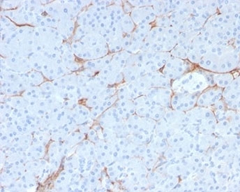 IHC testing of FFPE human pancreas tissue with recombinant p75NTR antibody. Required HIER: boil tissue sections in pH9 EDTA buffer, for 10-20 min followed by cooling at RT for 20 min.