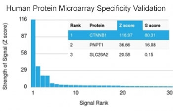 Beta-Catenin Transcriptional Marker Microarray Specificity. Protein microarray analysis using Beta-Catenin Antibody (clone rCTNNB1/2173) demonstrates highly specific binding to CTNNB1 / Catenin beta-1, with the target protein ranked as the top hit and showing a strong Z score relative to all other proteins on the array. Signal intensity drops sharply for non-target proteins, supporting selective recognition with minimal off-target interaction. Z score represents the strength of signal in standard deviations above the mean of all array signals, while S score reflects the separation between the top-ranked target and the next highest signal, indicating relative specificity.