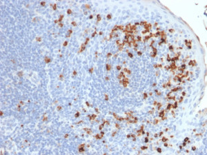 IHC testing of FFPE human tonsil tissue with recombinant Kappa antibody (clone rKLC264). Required HIER: boil tissue sections in pH 9 10mM Tris with 1mM EDTA for 10-20 min followed by cooling at RT for 20 min.