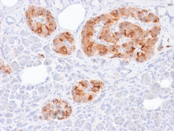 Immunohistochemistry of Chromogranin A Antibody Recombinant Mouse MAb in human pancreas. Formalin-fixed, paraffin-embedded human pancreatic tissue stained with recombinant Chromogranin A antibody (clone rCHGA/413) demonstrates strong cytoplasmic granular staining within islets of Langerhans, consistent with CHGA expression in pancreatic neuroendocrine cells, while surrounding exocrine acinar tissue shows minimal staining. Heat-induced epitope retrieval was performed by boiling tissue sections in 10mM citrate buffer, pH 6, for 10-20 minutes followed by cooling at room temperature for 20 minutes prior to testing.