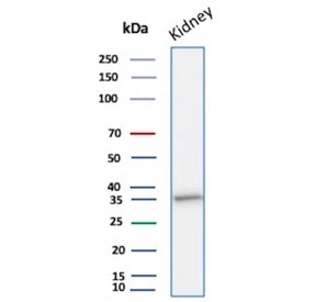 NAPSA Antibody for WB. Western blot analysis of Napsin A (NAPSA) expression in human kidney tissue lysate demonstrates a band at approximately 38-45 kDa, consistent with the predicted molecular weight of this lysosomal aspartic protease. Clone rNAPSA/1239 detects Napsin A with a defined signal corresponding to intracellular protein localized to secretory and vesicular compartments, reflecting its role in epithelial protein trafficking and processing.