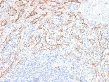 TNFSF15 Antibody Spleen IHC. Immunohistochemistry staining of FFPE human spleen tissue using recombinant rabbit monoclonal clone VEGI/2052R demonstrates membranous and cytoplasmic HRP-DAB brown staining predominantly within vascular endothelial structures and scattered stromal-associated cells, consistent with expression of TNFSF15 / VEGI in vascular and immune-regulatory tissue compartments. The observed staining pattern supports the established role of this TNF superfamily cytokine in inflammatory signaling, endothelial biology, and immune pathway regulation. Heat-induced epitope retrieval was performed by boiling sections in 10 mM Tris with 1 mM EDTA, pH 9, for 10-20 min followed by cooling at room temperature for 20 min prior to staining.