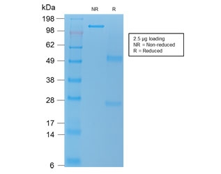 SDS-PAGE analysis of purified, BSA-free TL1A antibody (clone rVEGI/1283) as confirmation of integrity and purity.