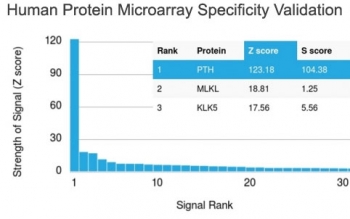Protein microarray specificity validation of PTH Antibody N-Terminus. Analysis of a HuProt(TM) human protein microarray containing more than 19,000 full-length human proteins using PTH Antibody N-Terminus clone PTH/2295R, a recombinant rabbit monoclonal antibody recognizing the N-terminal region of Parathyroid hormone (PTH). The antibody shows a strong signal for PTH with a high Z-score and S-score relative to other proteins on the array, supporting the specificity of clone PTH/2295R for Parathyroid hormone.<BR>The Z-score represents the strength of the signal generated when the antibody, in combination with a fluorescently tagged anti-IgG secondary antibody, binds to a particular protein on the HuProt(TM) array. Z-scores are expressed as standard deviations above the mean signal of all proteins on the array. Targets are ranked by Z-score, and the S-score represents the difference between the Z-scores of sequential ranked proteins, providing a measure of relative antibody specificity for its intended target.