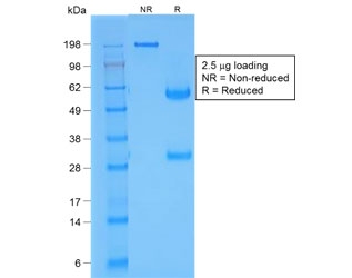 SDS-PAGE analysis of purified, BSA-free recombinant TTF-1 antibody (clone rNX2.1/690) as confirmation of integrity and purity.