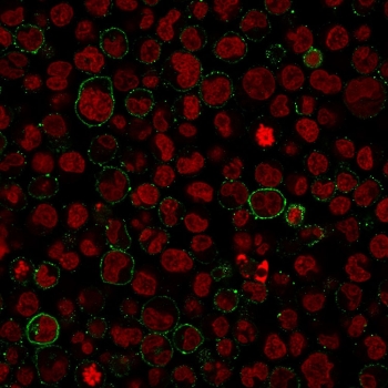 Immunofluorescence staining of human Raji cells with CD43 antibody (clone PTPRC/1975R, green) and Phalloidin (red).