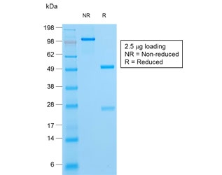 SDS-PAGE analysis of purified, BSA-free HSV1 antibody (clone HSV1/1934) as confirmation of integrity and purity.