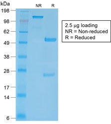 SDS-PAGE analysis of purified, BSA-free CD27 Antibody / Costimulatory Signaling Receptor Antibody (clone LPFS2/2034R) as confirmation of integrity and purity.