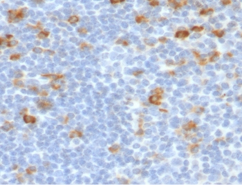 IHC testing of FFPE human tonsil stained with Kappa light chain antibody (clone KC3L-2). Required HIER: boil sections in 10mM citrate buffer, pH6, for 10-20 min followed by cooling at RT for 20 min.