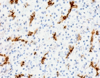 Immunohistochemistry analysis of MUC6 / Mucin 6 antibody (clone MUCN6-2R) in human pancreas tissue. FFPE human pancreas section shows cytoplasmic brown chromogenic staining in scattered glandular epithelial cells, consistent with MUC6 expression, while surrounding acinar cells exhibit minimal staining and nuclei appear blue. Heat-induced epitope retrieval was performed by boiling tissue sections in pH 9 10 mM Tris with 1 mM EDTA for 10-20 minutes followed by cooling at room temperature for 20 minutes prior to staining.
