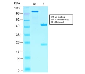SDS-PAGE analysis of purified, BSA-free SOX10/Melanocytic Lineage antibody (clone SOX10/2311R) as confirmation of integrity and purity.