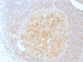 IHC testing of human tonsil tissue with CD40 antibody (clone C40/1605). Required HIER: boil tissue sections in 10mM citrate buffer, pH 6, for 10-20 min.