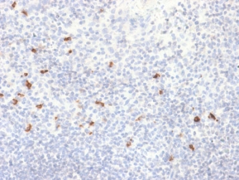 IHC testing of FFPE human tonsil with recombinant IgG4/IGHG4 antibody (clone IGHG4/2042R). HIER: boil sections in 10mM Tris with 1mM EDTA, pH9 for 10-20 min followed by cooling at RT for 20 min.