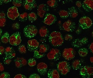 Immunofluorescent staining of PFA-fixed human Raji cells with recombinant CD79a antibody (green, clone CDLA79a-3R) and Reddot nuclear stain (red).
