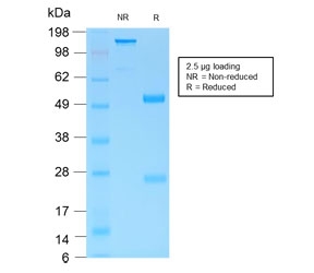 SDS-PAGE analysis of purified, BSA-free Gastric Mucin/MUC6 antibody (clone MUC6/1553R) as confirmation of integrity and purity.