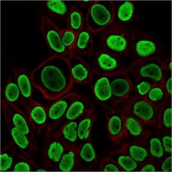 Histone H1 Antibody for IF. Immunofluorescence analysis of nuclear architecture-associated histone H1 expression in PFA-fixed human HeLa cells using Histone H1 Antibody (green). Strong nuclear staining is observed, consistent with localization of linker histone H1 within chromatin domains and its role in chromatin compartmentalization and nuclear organization. Clone r1415-1 antibody demonstrates uniform nuclear enrichment with minimal cytoplasmic signal, reflecting chromatin-associated distribution across organized nuclear domains. Actin filaments are labeled with phalloidin (red), providing cytoskeletal contrast to the chromatin-associated histone signal.