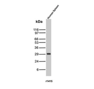 Histone H1 Antibody r1415-1 in Human Spleen WB. Western blot testing of clone r1415-1 in human spleen tissue lysate. A strong, discrete band is observed at approximately 29 kDa, consistent with detection of linker histone H1. This Histone H1 Antibody supports studies of linker histones in chromatin organization and nuclear architecture.