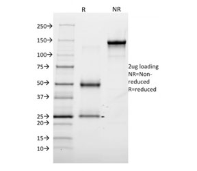 SDS-PAGE analysis of purified, BSA-free Annexin A1 antibody (clone 6E4/3) as confirmation of integrity and purity.