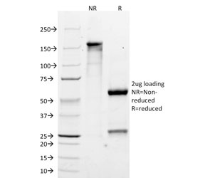 SDS-PAGE analysis of purified, BSA-free CYP2E1 antibody (clone M12P4H2) as confirmation of integrity and purity.