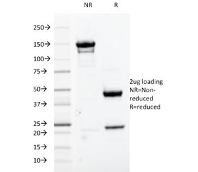 SDS-PAGE analysis of purified, BSA-free CDC2 antibody (clone A17.1.1) as confirmation of integrity and purity.