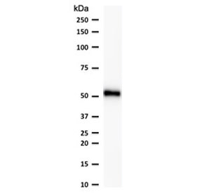 p53 Antibody Clone CTA53-2R / TP53 Tumor Suppressor Antibody. Western blot analysis of human HeLa cell lysate shows a band at approximately 53 kDa, consistent with the predicted molecular weight of Tumor protein p53 / TP53. This result demonstrates detection of endogenous p53 protein in HeLa cells by western blot.