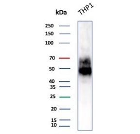 Western blot testing of human ThP-1 cell lysate with CD14 antibody (clone LPSR/2397). Predicted molecular weight: 40-55 kDa depending on glycosylation level.