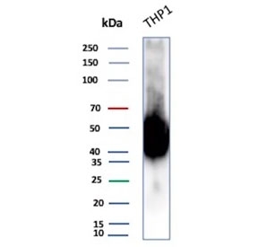 Western blot testing of human ThP-1 cell lysate with CD14 antibody (clone LPSR/2385). Predicted molecular weight: 40-55 kDa depending on glycosylation level.