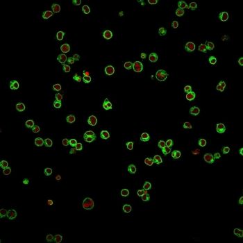 CD3e Antibody Clone UCHT1. Immunofluorescence analysis of CD3 Epsilon / CD3E antibody staining in human Jurkat cells using CD3e Antibody Clone UCHT1 / CD3 Epsilon Monoclonal Antibody. CD3-positive T cells are visualized as bright green membrane-associated fluorescence outlining the cell surface, consistent with localization of the T-cell receptor complex. Reddot nuclear stain (red) labels cell nuclei, providing clear cellular context. The staining demonstrates uniform CD3 expression across Jurkat cells with strong signal intensity and minimal background, supporting reliable detection of CD3 epsilon at the cell surface.