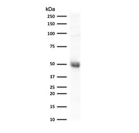 Western blot testing of human A549 cell lysate with CD14 antibody (clone LPSR/2386). Expected molecular weight: 40-55 kDa depending on glycosylation level.