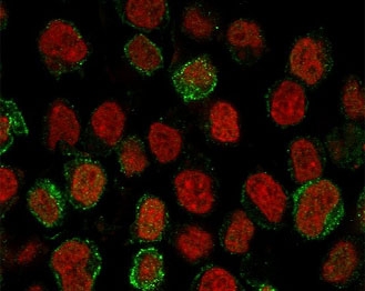 CD22 Antibody for IF. Immunofluorescence analysis of CD22/Siglec-2 in human Ramos B cell lymphoma cells using CD22 Intracellular Signaling Antibody clone CDLA22-1. Fluorescent signal (green) reveals both membrane-associated staining and distinct punctate cytoplasmic localization consistent with receptor internalization and intracellular trafficking, while Reddot nuclear stain (red) marks nuclei. The observed distribution highlights CD22 involvement in signaling dynamics and receptor cycling within B cell populations.