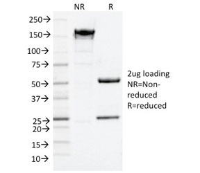 SDS-PAGE analysis of purified, BSA-free CD9 antibody (clone CD9/2343) as confirmation of integrity and purity.