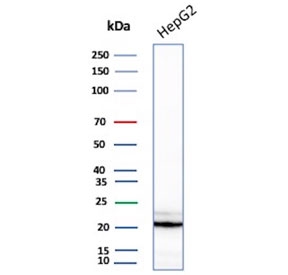 Western blot testing of human HepG2 cell lysate with p21 antibody (clone AC8).