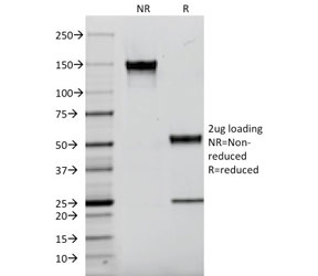 SDS-PAGE analysis of purified, BSA-free AIF1 antibody (clone AIF1/2493) as confirmation of integrity and purity.