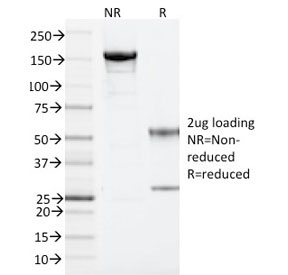 SDS-PAGE analysis of purified, BSA-free ARF1 antibody (clone 1A9/5) as confirmation of integrity and purity.